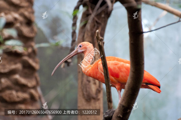 橙色的鳥