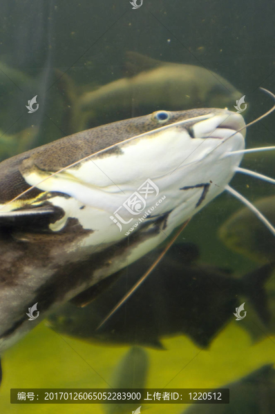 魚