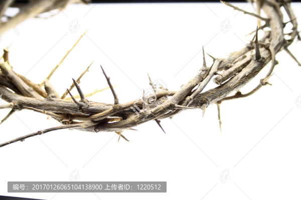 荊棘冠編輯
