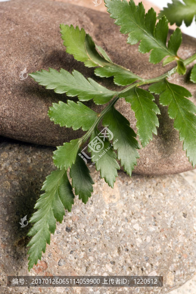 白色背景下的Green,Fern