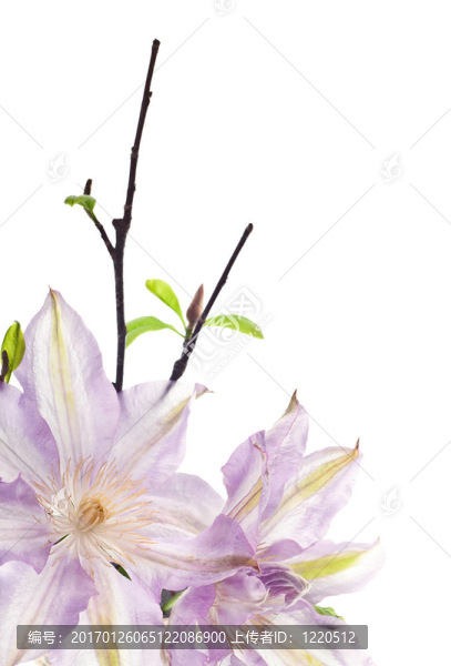 鐵線蓮的花孤立在白色背景