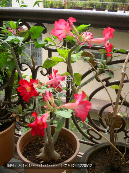 紅色的花名7
