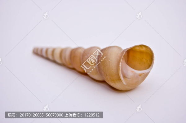 白色背景上的長(zhǎng)扭殼