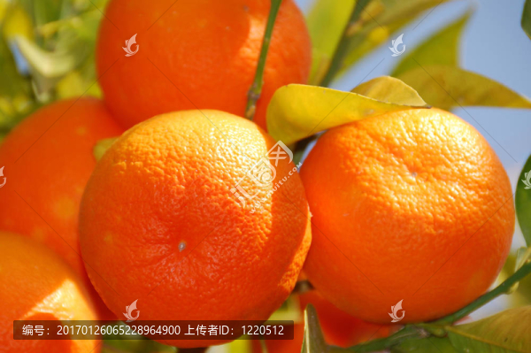 太陽的橘子