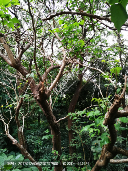 深圳東湖公園綠色森林