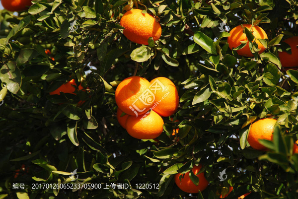橘子收成時(shí)