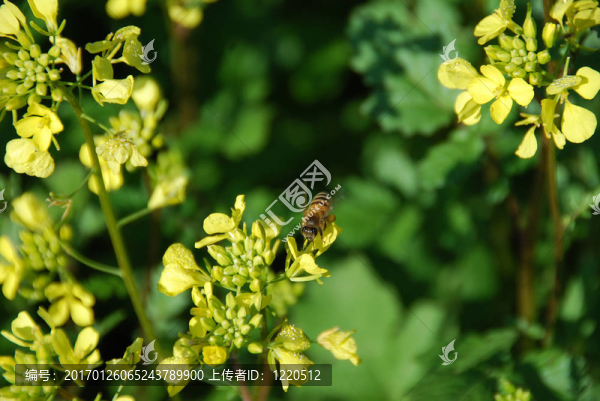 蜜蜂在田野上的花朵