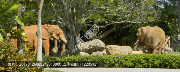 后院的大象