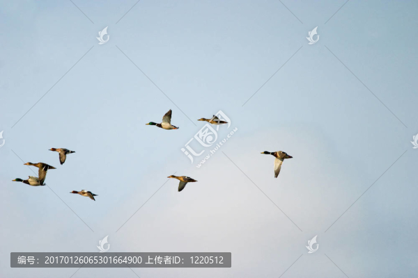 野鴨飛