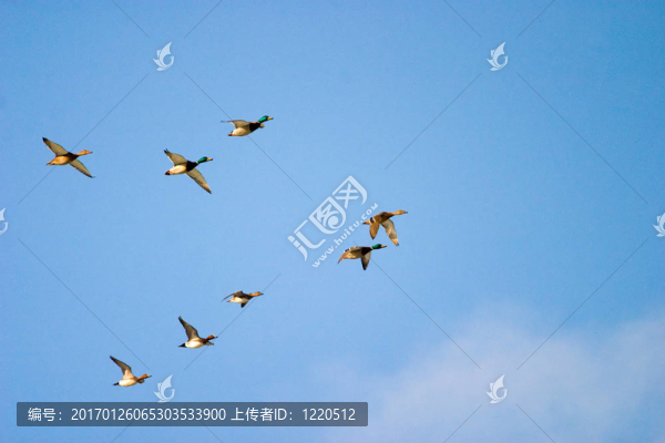 野鴨飛