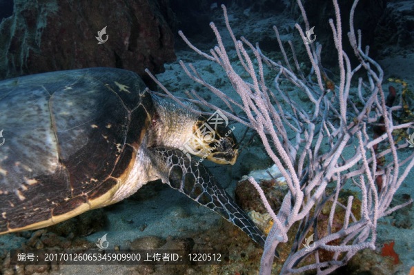 烏龜-匯圖網(wǎng) www.fosd68.com 烏龜