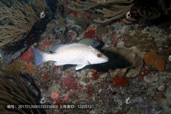 加勒比海的水下生活