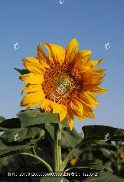 藍天……夏天…向日葵…