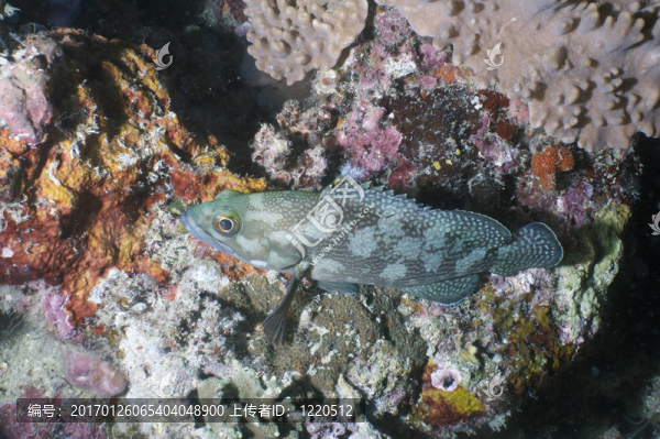 魚