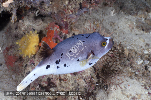 魚