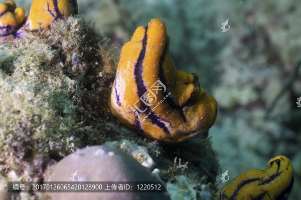 馬來西亞；Mabul；島；Sipadan；水下；珊瑚；海