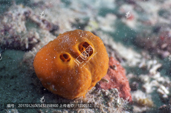珊瑚