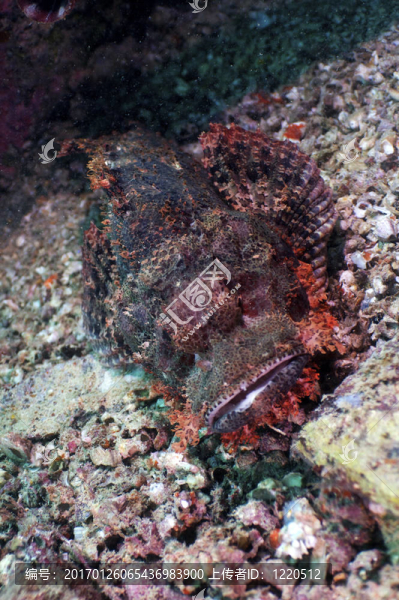 蝎子魚