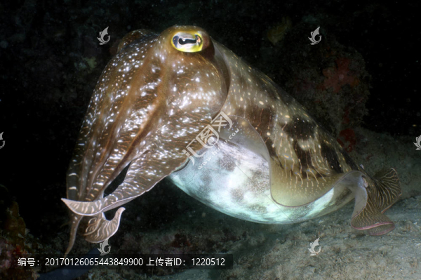 墨魚