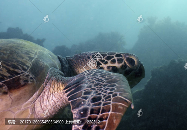綠海龜
