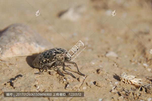 金色的bug