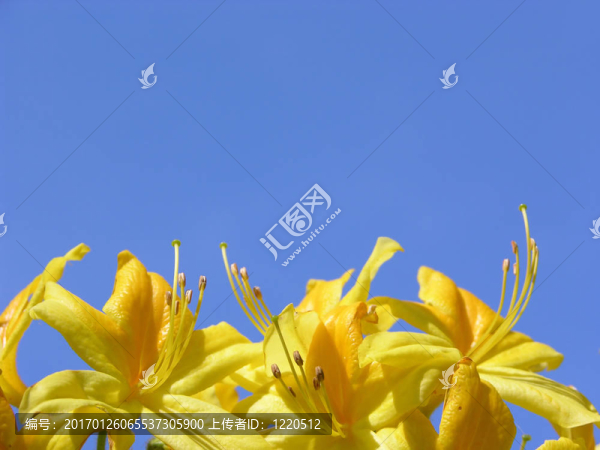 杜鵑花和藍(lán)色的天空