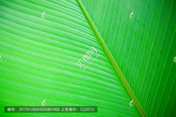 大葉子的背景