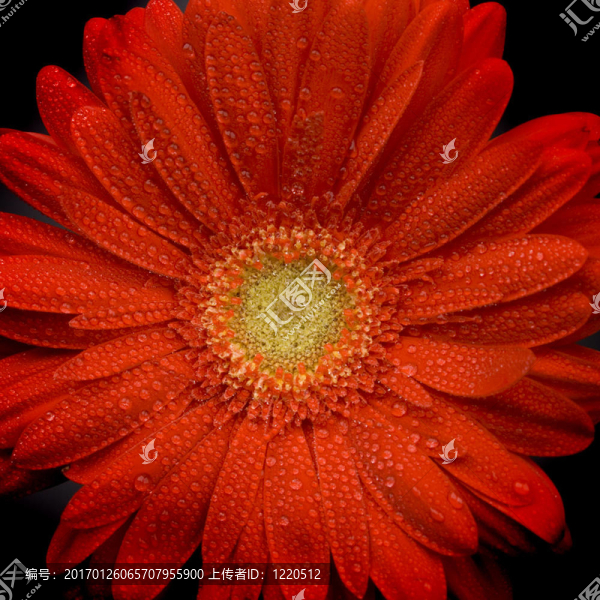 紅太陽