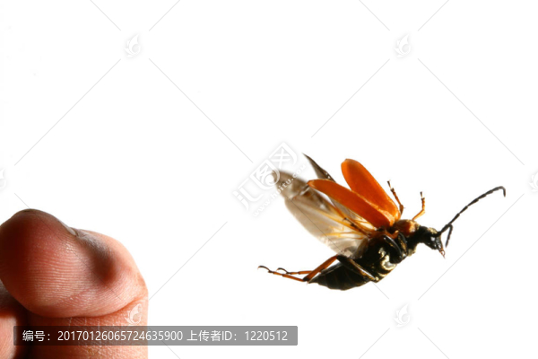 臭蟲(chóng)飛向你