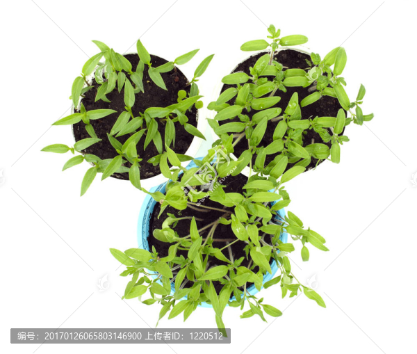 sprouts3