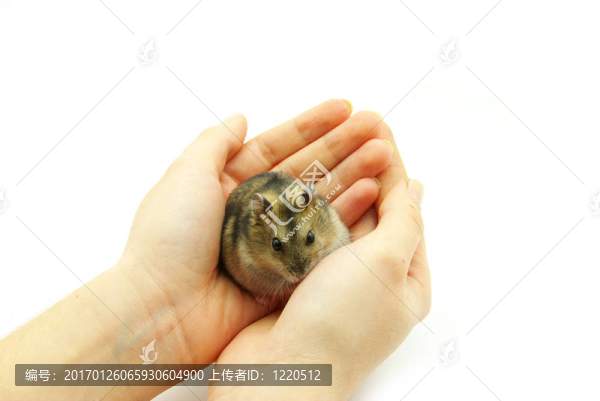 倉(cāng)鼠在手