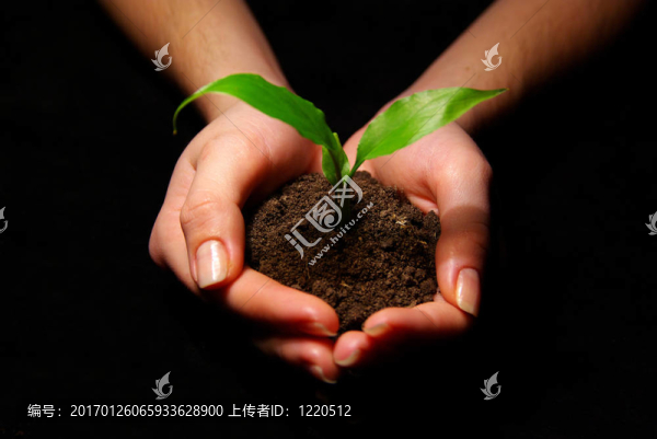 植物