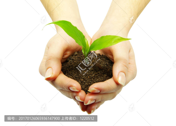 植物在手