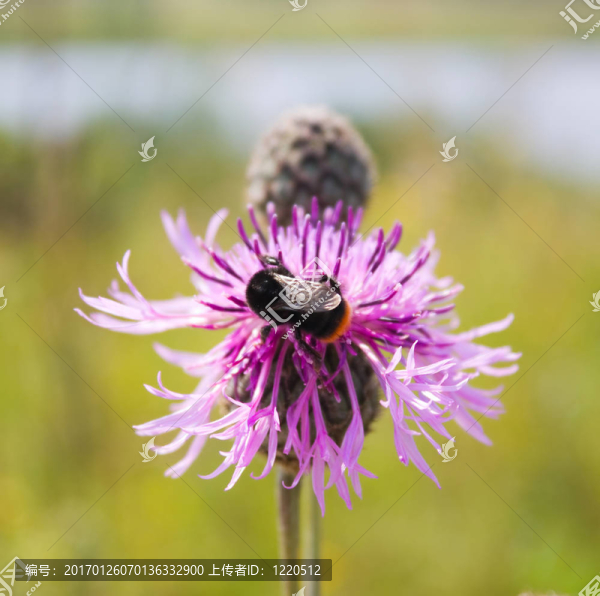 花上的蜜蜂