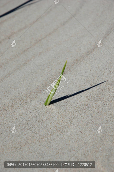 秸稈在海灘上