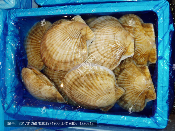 籃子里的海貝殼