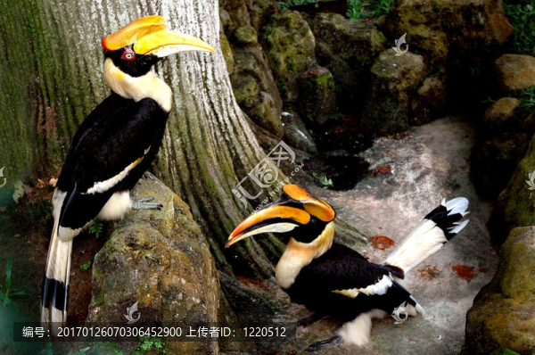 圖坎動(dòng)物園鳥類