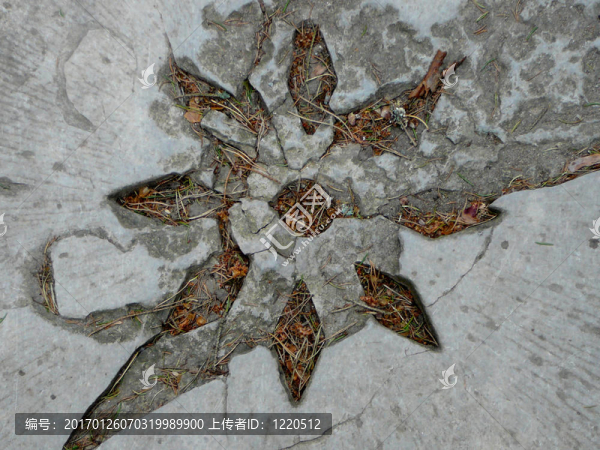 石太陽(yáng)石-匯圖網(wǎng) www.fosd68.com 石太陽(yáng)石