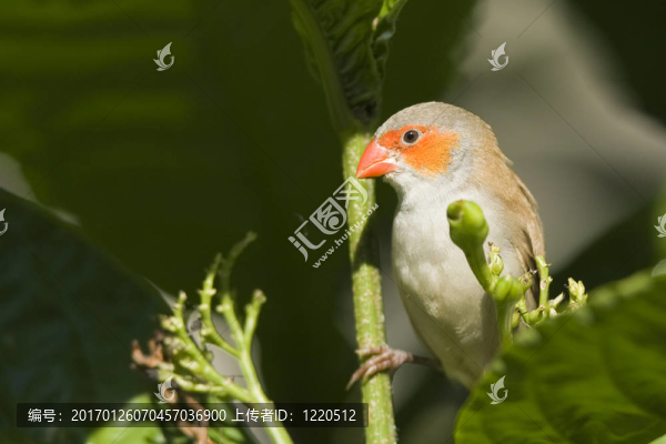 美麗的鳥(niǎo)