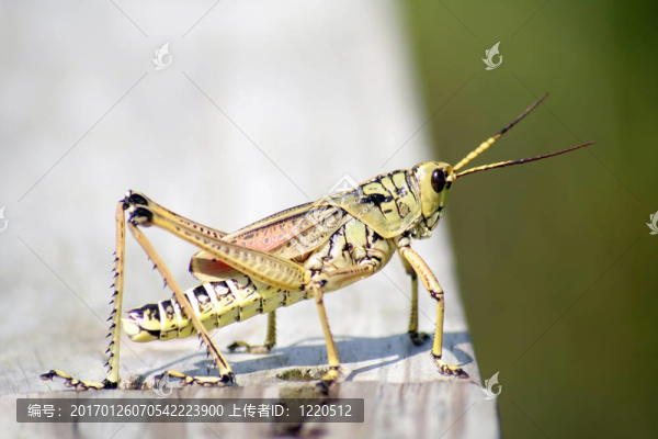 蚱蜢