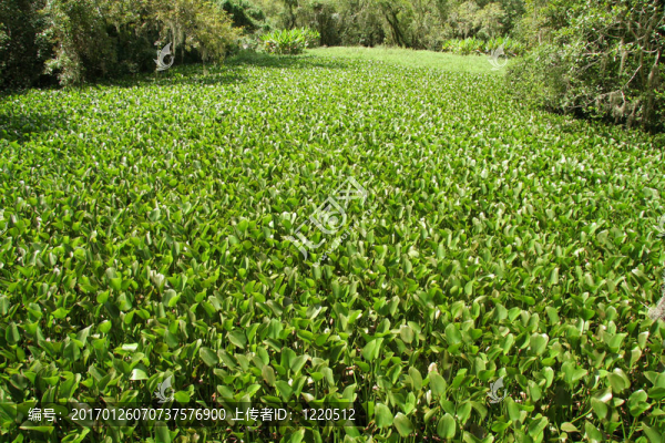 沼澤植被