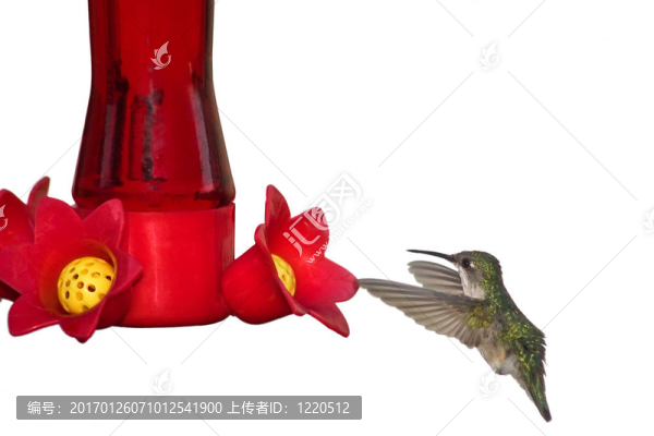 消化花蜜的蜂鳥