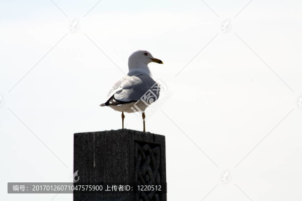 環(huán)嘴鷗g-0933