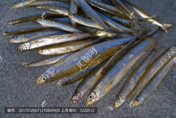 冰上的魚2
