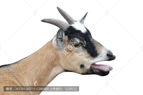 咩咩羊分離