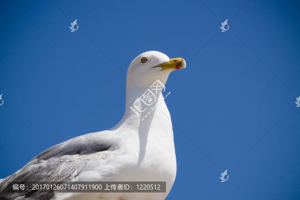 海鷗