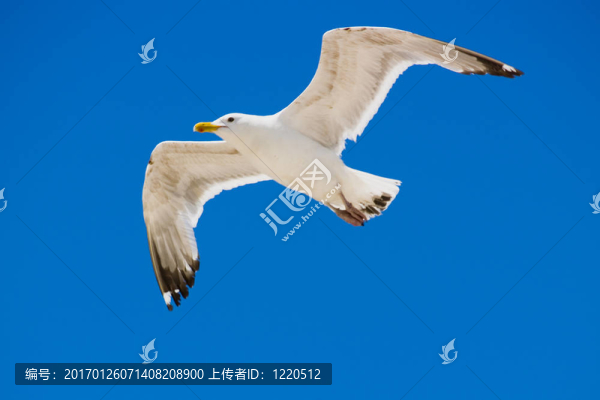 在海鷗
