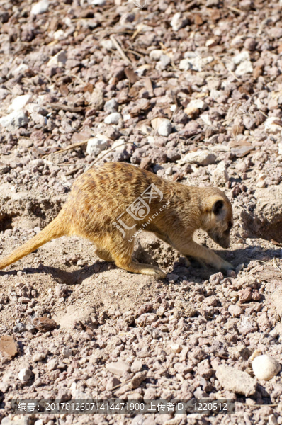 suricatta