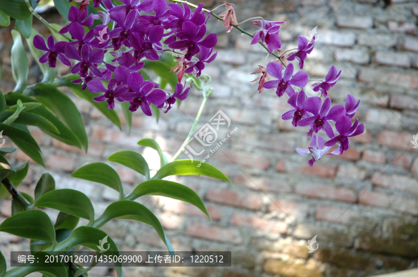 紫色的蘭花
