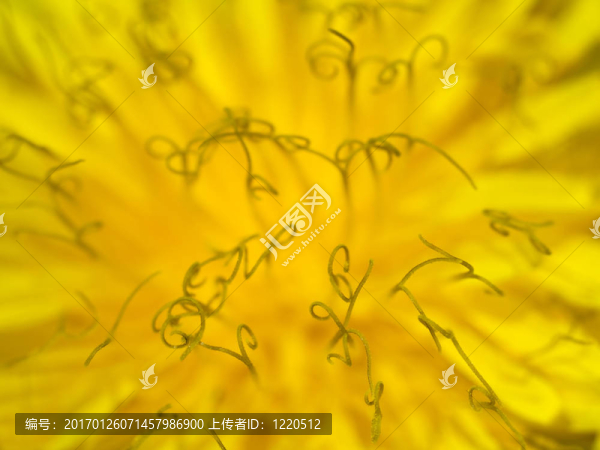 蒲公英開花蕓